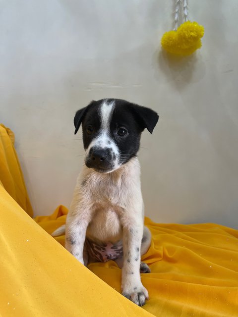 Pongo - Mixed Breed Dog