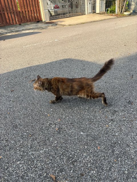 Lion - Domestic Long Hair Cat