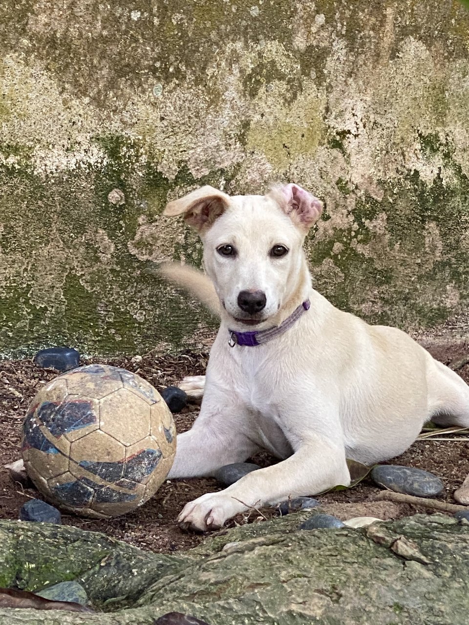 Jasmine - Mixed Breed Dog