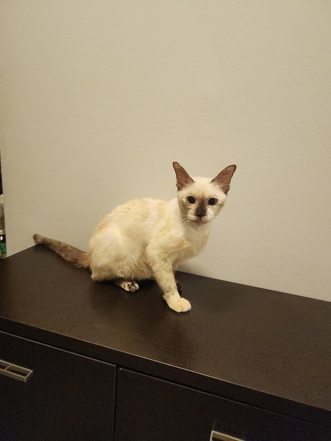 Soya - Domestic Short Hair + Siamese Cat