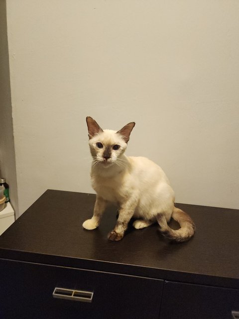 Soya - Domestic Short Hair + Siamese Cat