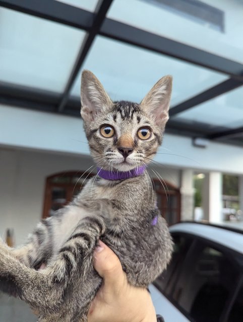 Gray - Domestic Short Hair Cat