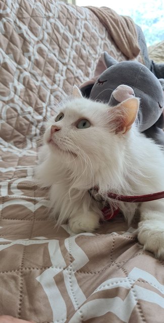 Ivory - Persian Cat