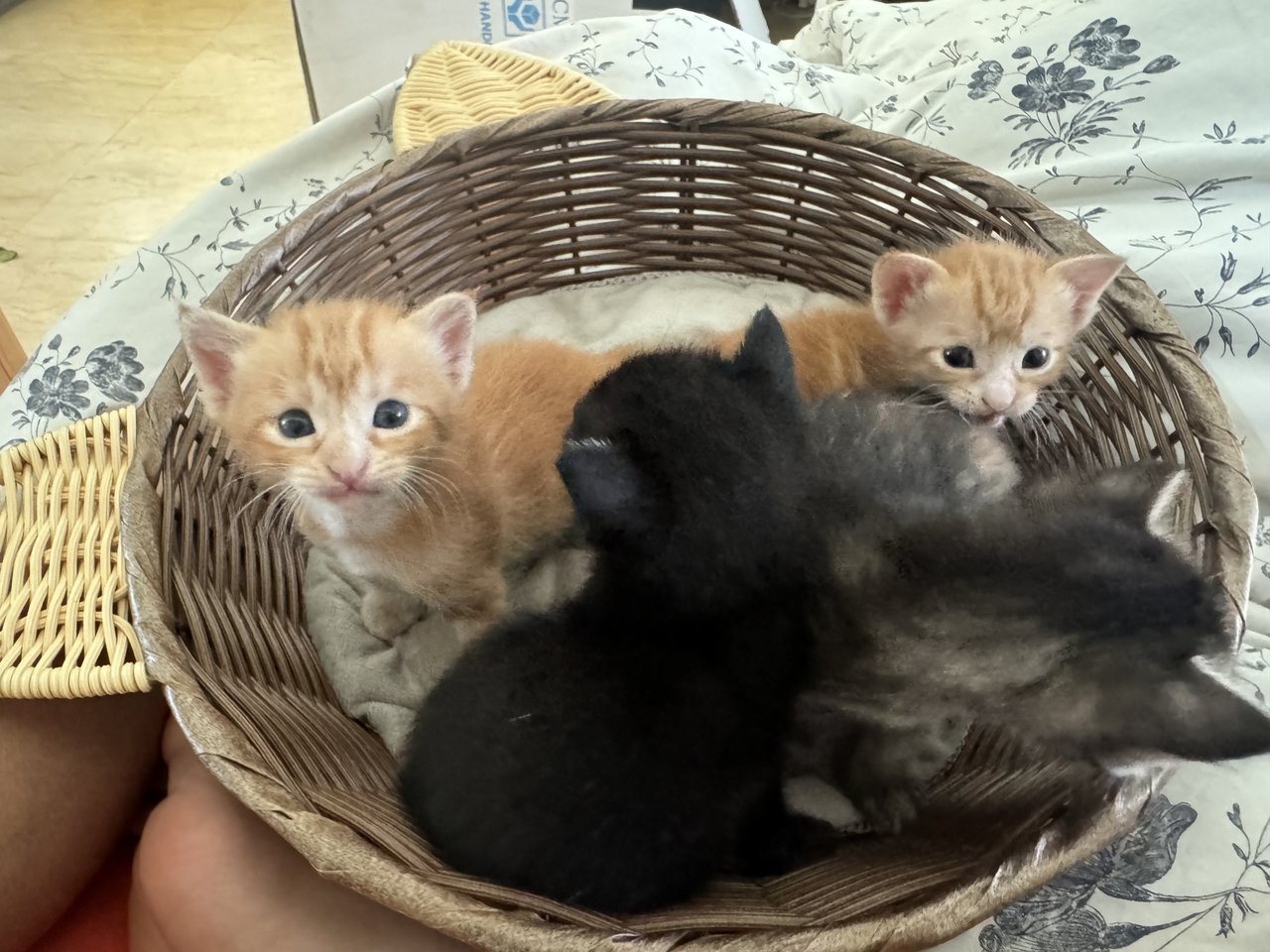 Multiple Kitten - Domestic Medium Hair Cat