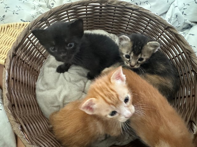 Multiple Kitten - Domestic Medium Hair Cat