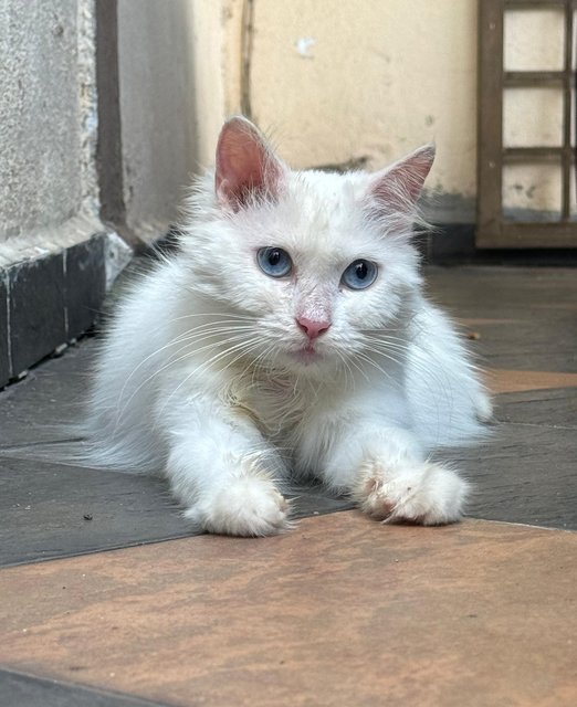 Snowy - Turkish Angora Cat