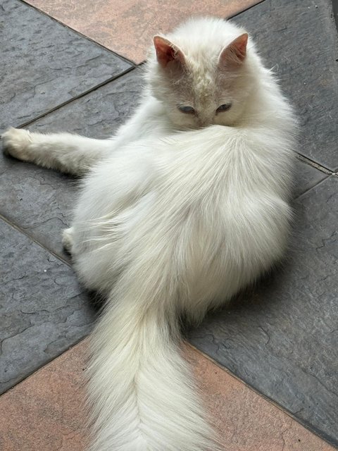 Snowy - Turkish Angora Cat