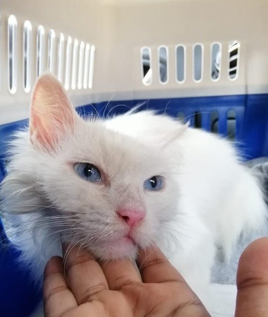 Snowy - Turkish Angora Cat