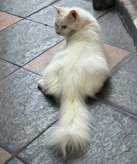 Snowy - Turkish Angora Cat