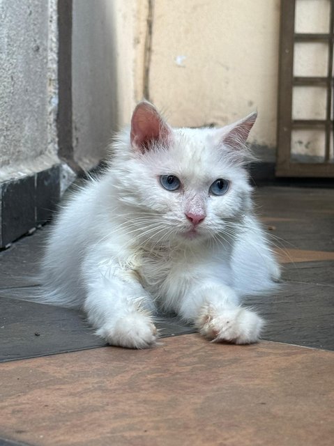 Snowy - Turkish Angora Cat