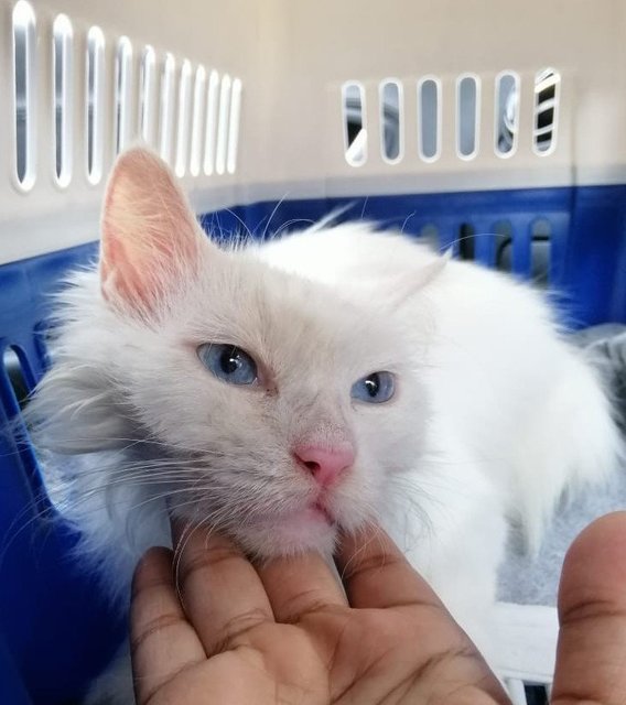 Snowy - Turkish Angora Cat