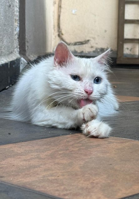 Snowy - Turkish Angora Cat