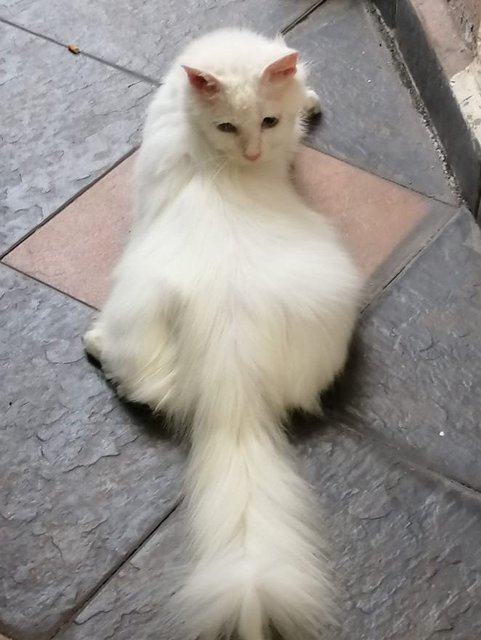 White Rescue Cat - Turkish Angora Cat