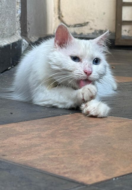 White Rescue Cat - Turkish Angora Cat