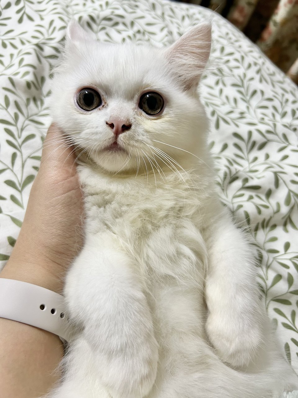 Tofu - Persian Cat