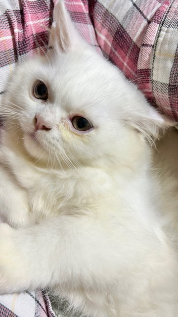 Tofu - Persian Cat