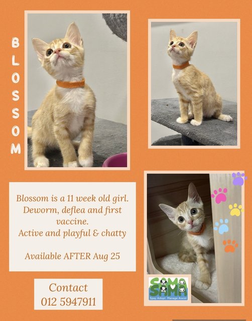 Blossom - Domestic Short Hair Cat