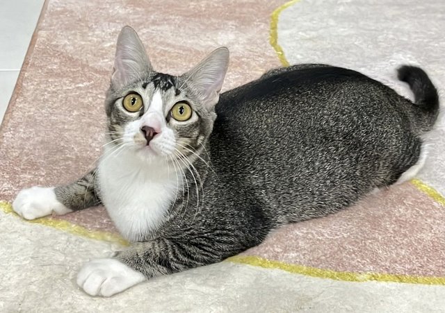 Sweetheart Penang - Domestic Short Hair Cat