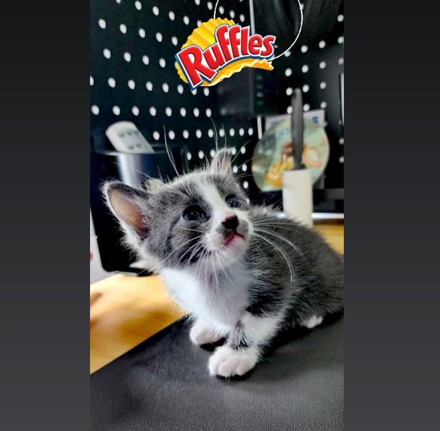 Hi, I am Ruffles! 