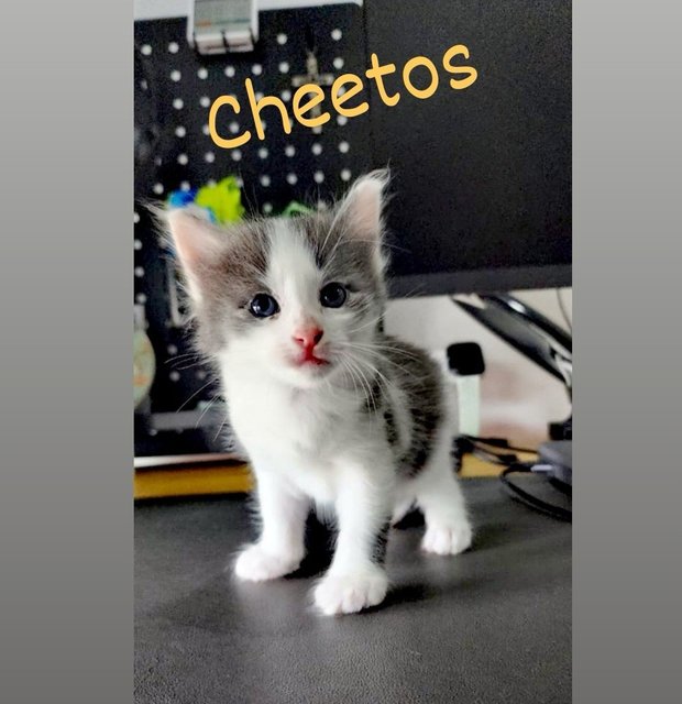 Hi, I am Cheetos! 