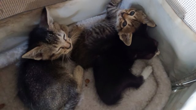 3 Kittens - Domestic Short Hair Cat