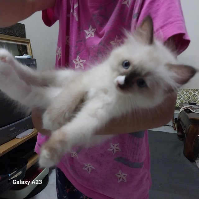 Cuddly Ragdoll Kittenss  - Ragdoll Cat