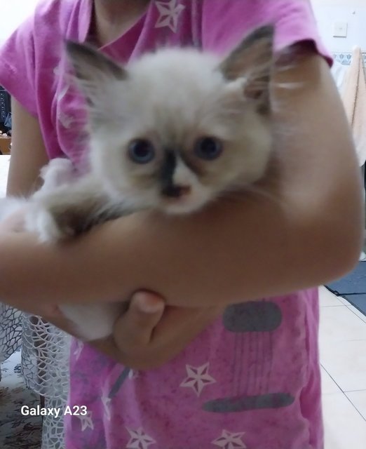 Cuddly Ragdoll Kittenss  - Ragdoll Cat