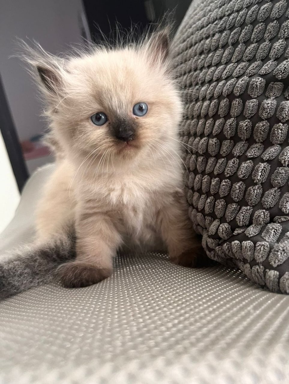 Cuddly Ragdoll Kittenss  - Ragdoll Cat