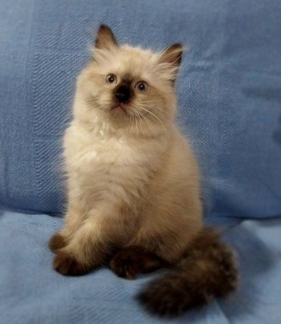 Cuddly Ragdoll Kittenss  - Ragdoll Cat