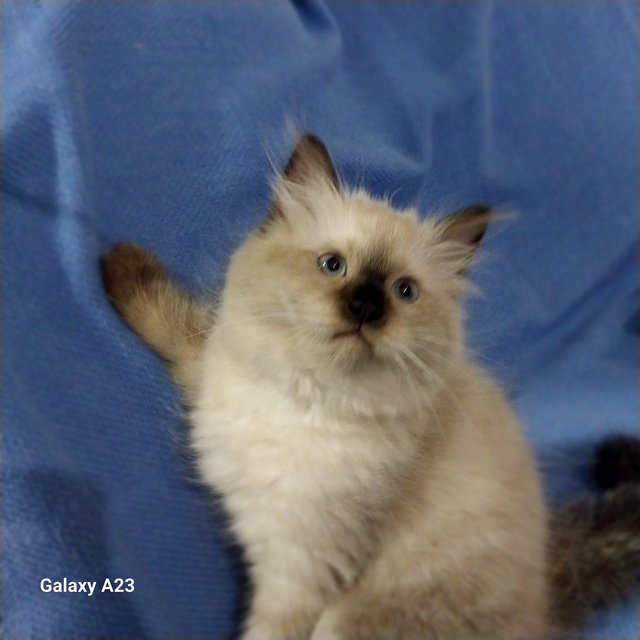 Cuddly Ragdoll Kittenss  - Ragdoll Cat