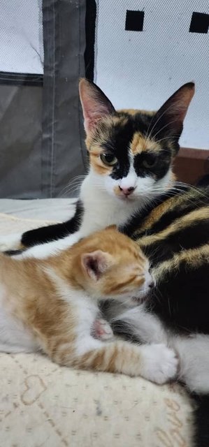 🐱panda Mama &amp; Baby Cheezels 🐱 - Domestic Short Hair Cat