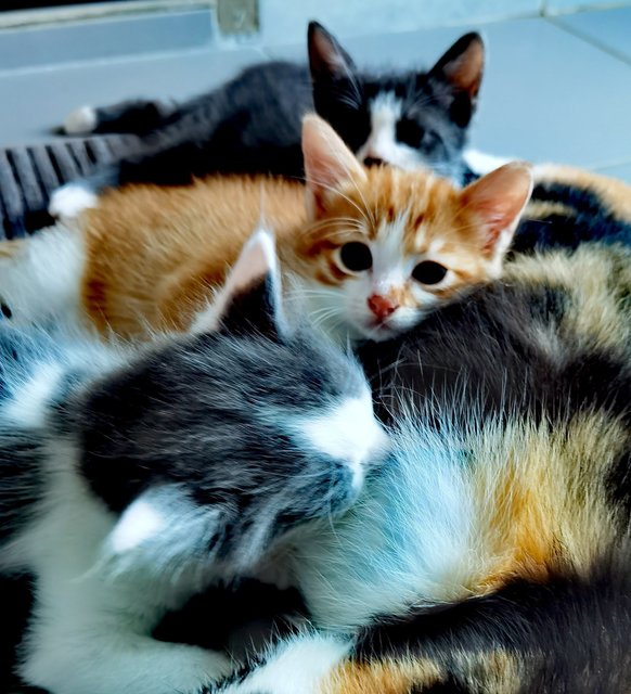 🐱panda Mama &amp; Baby Cheezels 🐱 - Domestic Short Hair Cat