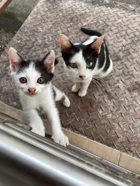 Mommy And Kitten - Tuxedo Cat