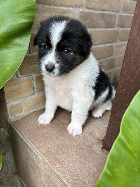 Thai Bangkaew  Puppy - Spitz Dog