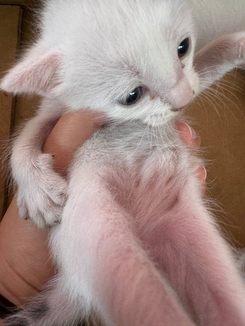 Black And White - Domestic Short Hair Cat