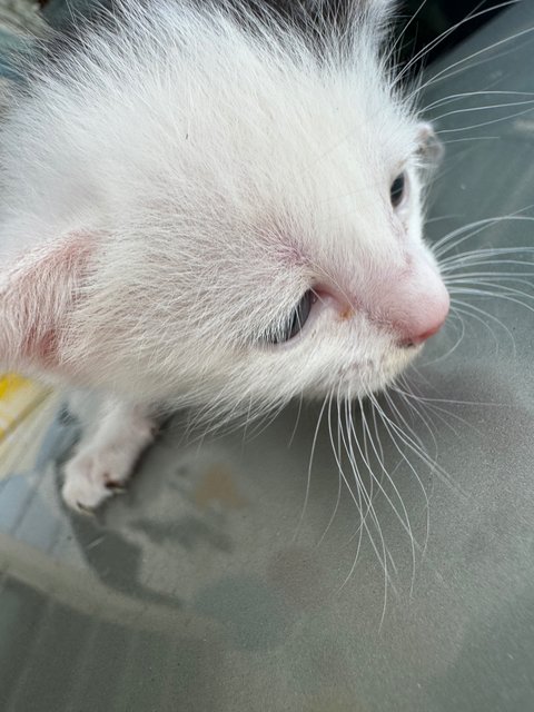 Black And White - Domestic Short Hair Cat