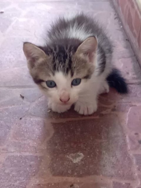 Four Adorable Kittens  - Domestic Medium Hair Cat