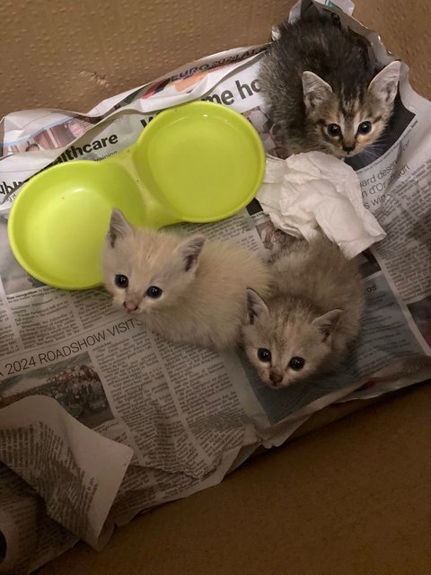 Mo, Gray, Meeny - Domestic Medium Hair Cat