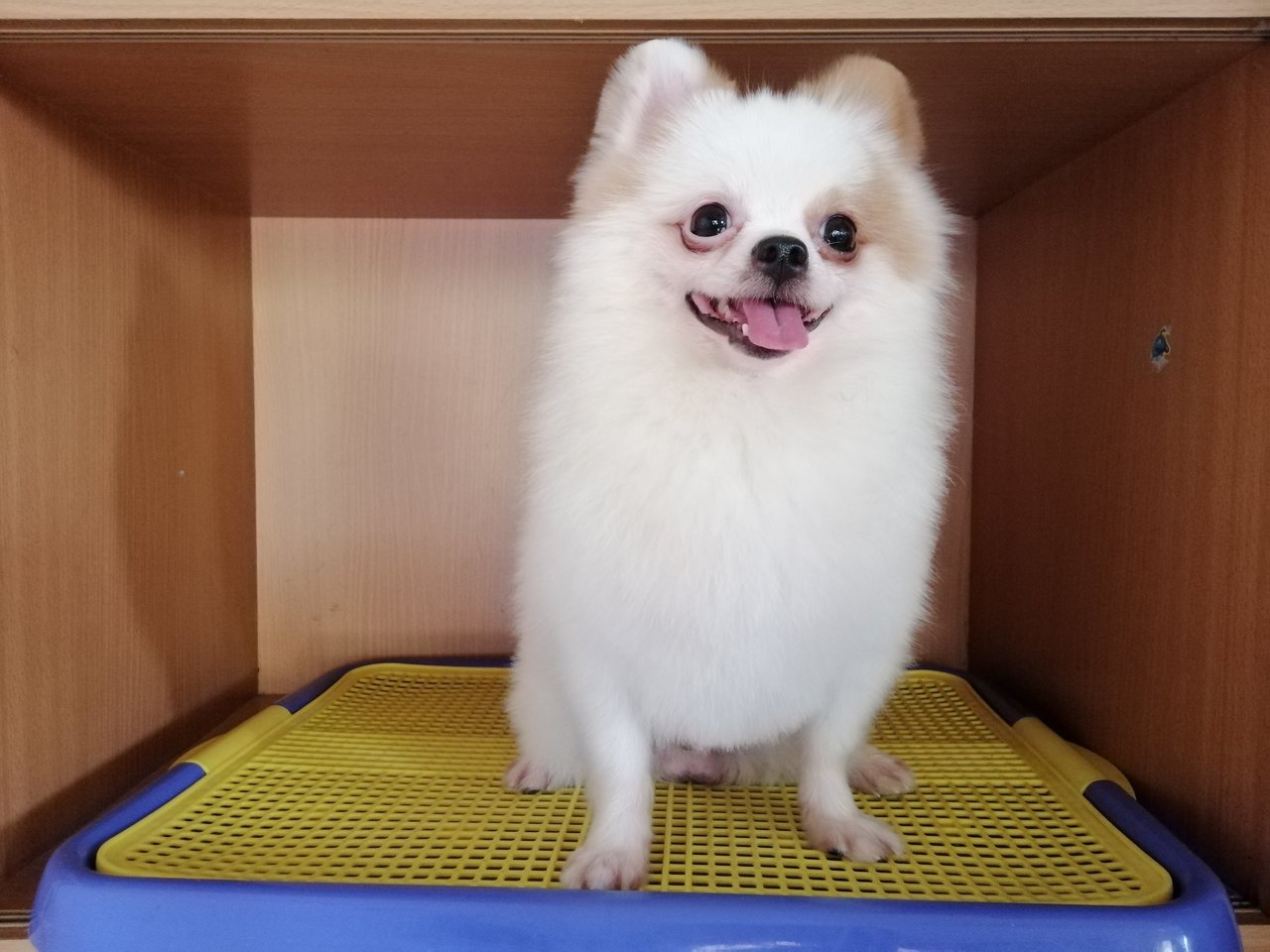 Pi - Pomeranian Dog