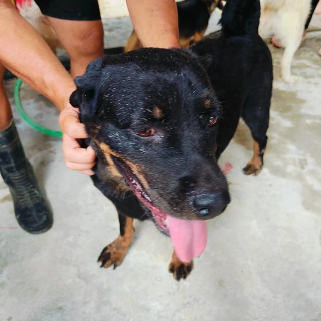 Rona - Rottweiler Dog