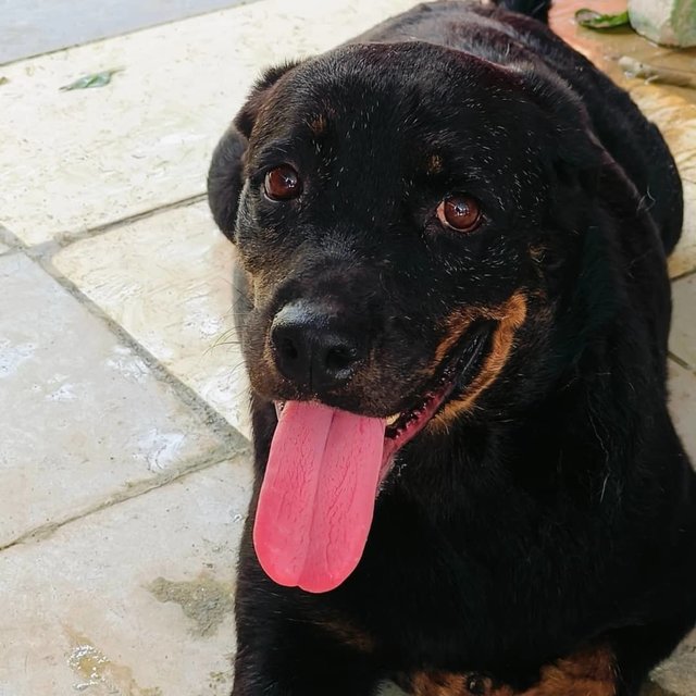 Rona - Rottweiler Dog