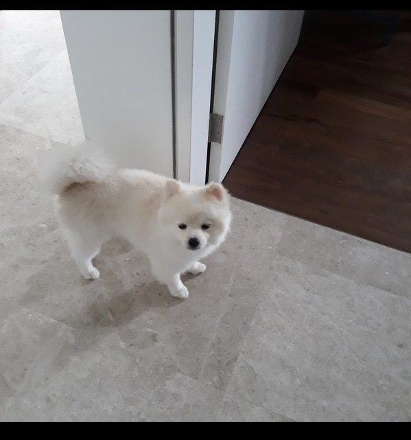 Ddungjji - Pomeranian Dog