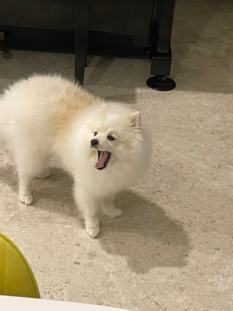 Ddungjji - Pomeranian Dog