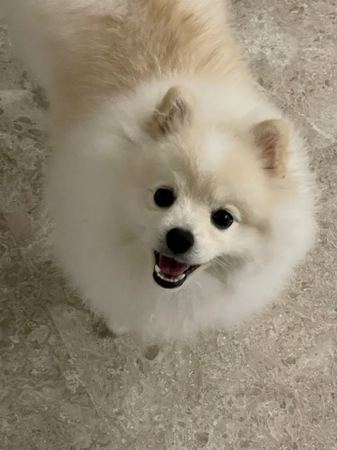 Ddungjji - Pomeranian Dog