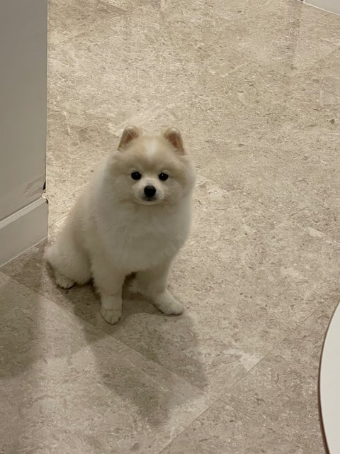 Ddungjji - Pomeranian Dog