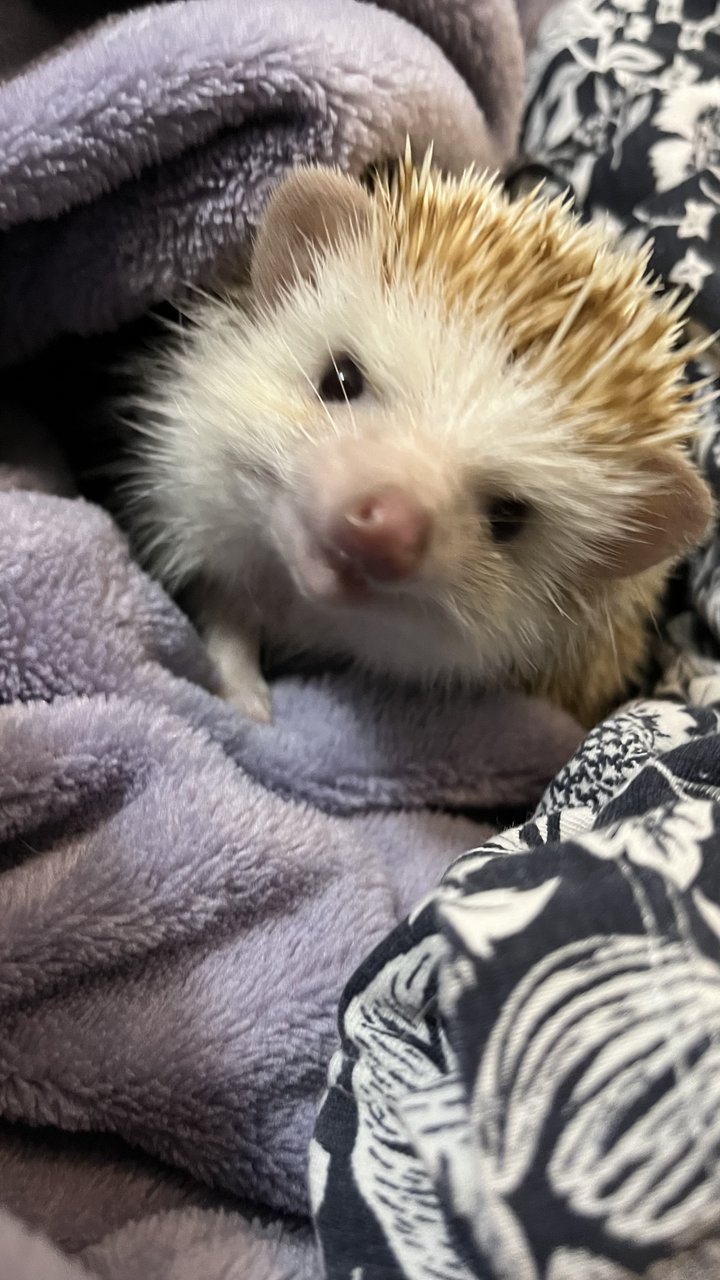 Thor - Hedgehog Small & Furry