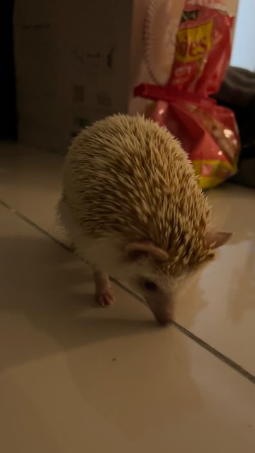 Thor - Hedgehog Small & Furry