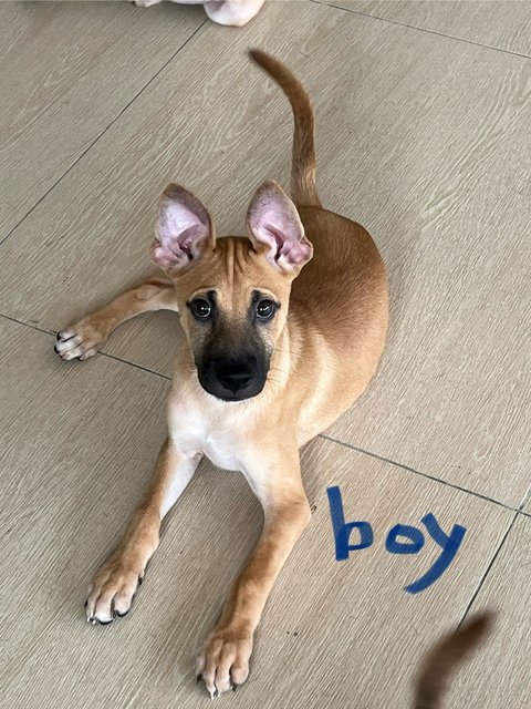 Wisdom4 Boys - Black Mouth Cur Dog