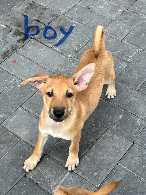 Wisdom4 Boys - Black Mouth Cur Dog