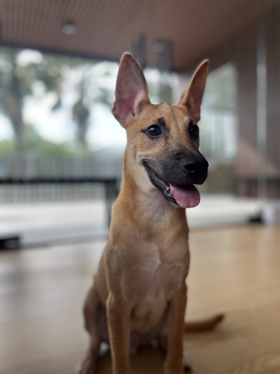 Pocket/ratan - Black Mouth Cur Dog